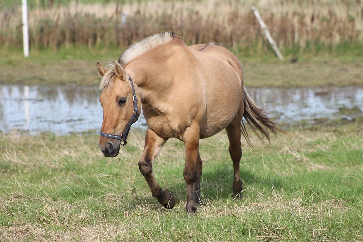 Anden særlig race Smølfie billede 17