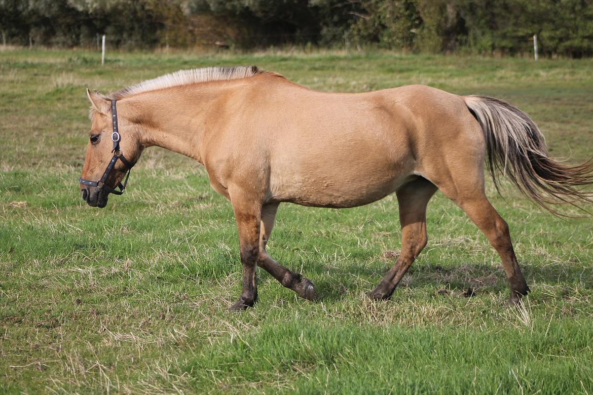 Anden særlig race Smølfie billede 18