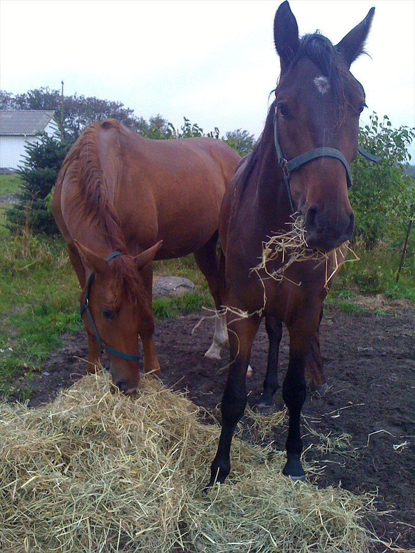 Dansk Varmblod Don lucifer di maltractare - Mandag den. 12. sep. Hygger Don og den røde sig ude i regnen med stor bunke hø. billede 4