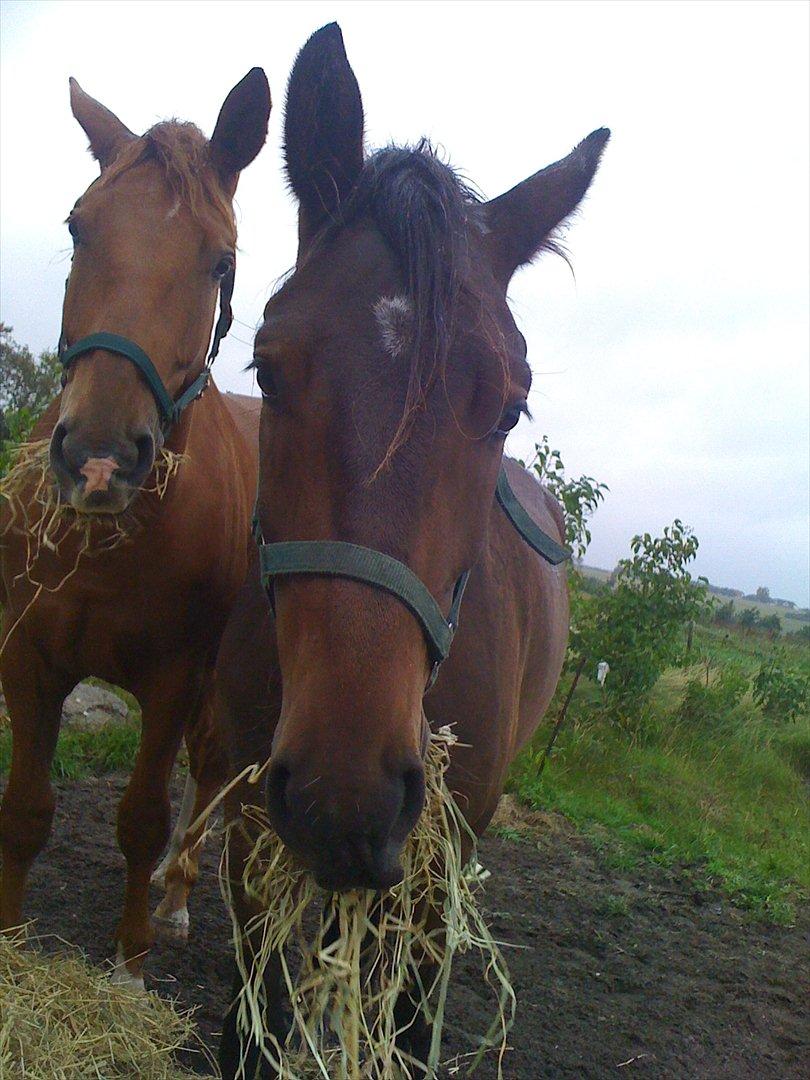 Dansk Varmblod Don lucifer di maltractare - Mandag den. 12. sep. 2011 Hygger Don  og den røde sig, med en stor bunke hø. Selv om det var mere spændene at se mig gå hegn igennem :D billede 5