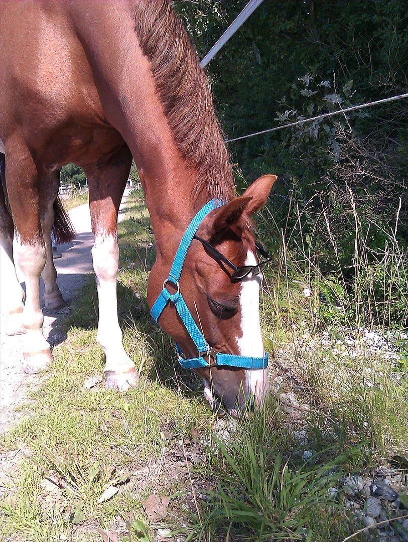 Hollandsk Sportspony Catch Me DK billede 13