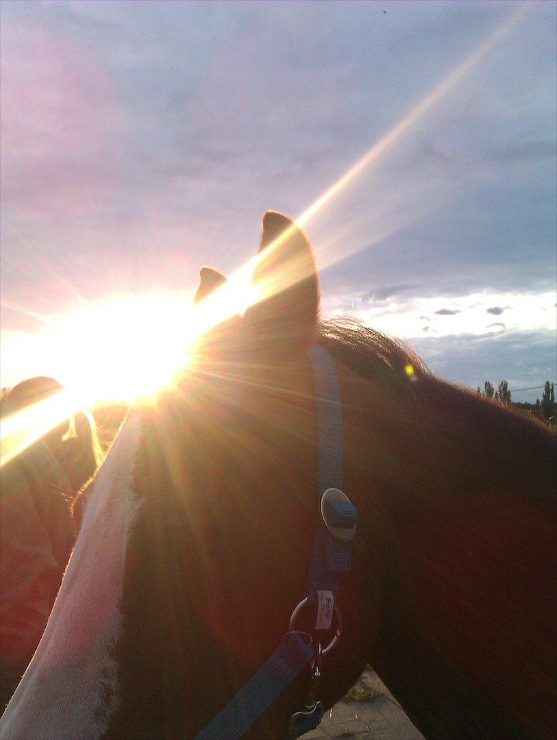 Hollandsk Sportspony Catch Me DK billede 14