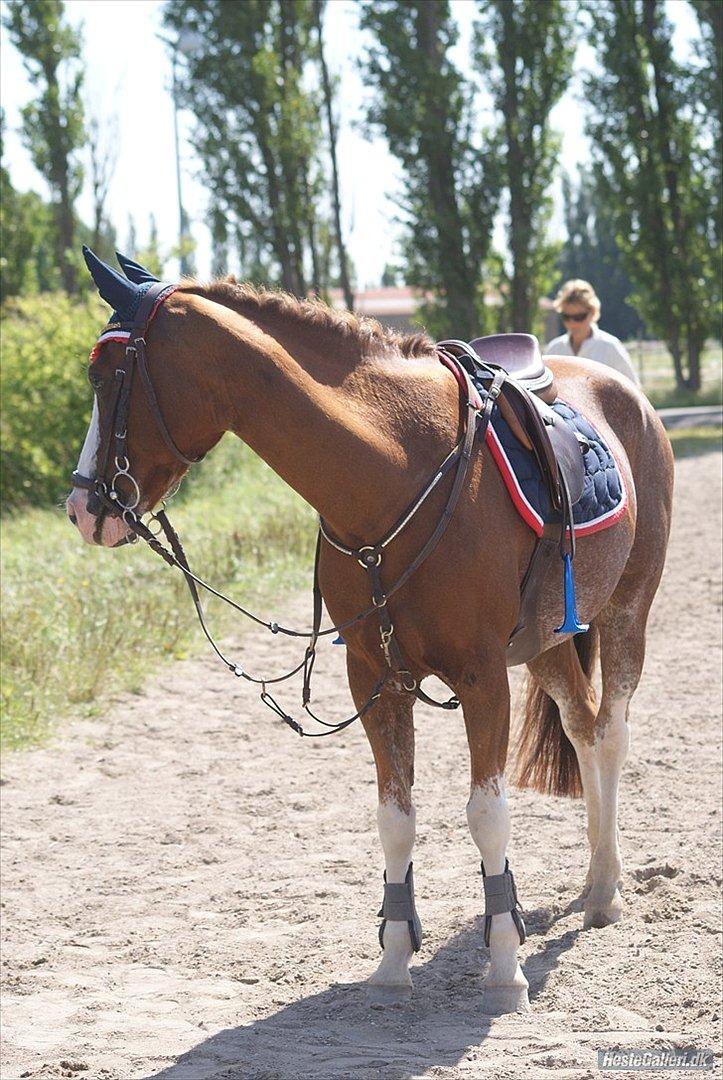 Hollandsk Sportspony Catch Me DK billede 15