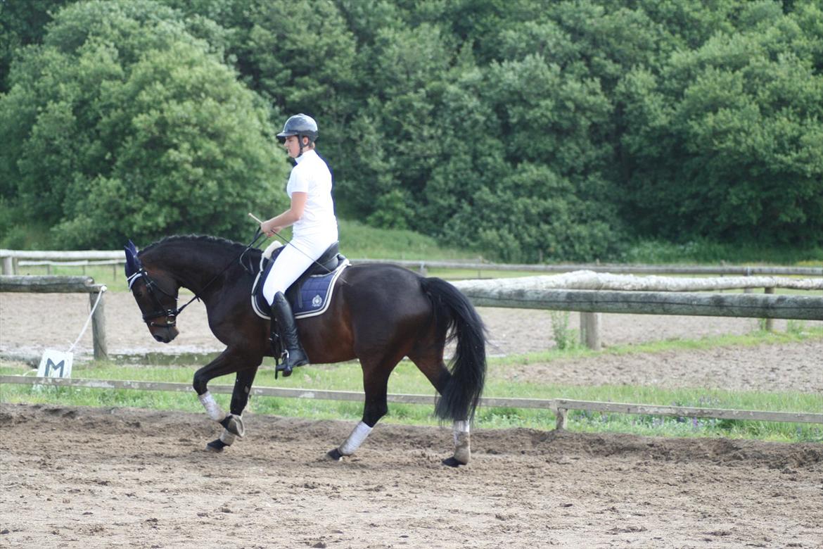 Dansk Varmblod Casino Royale SOLGT billede 2