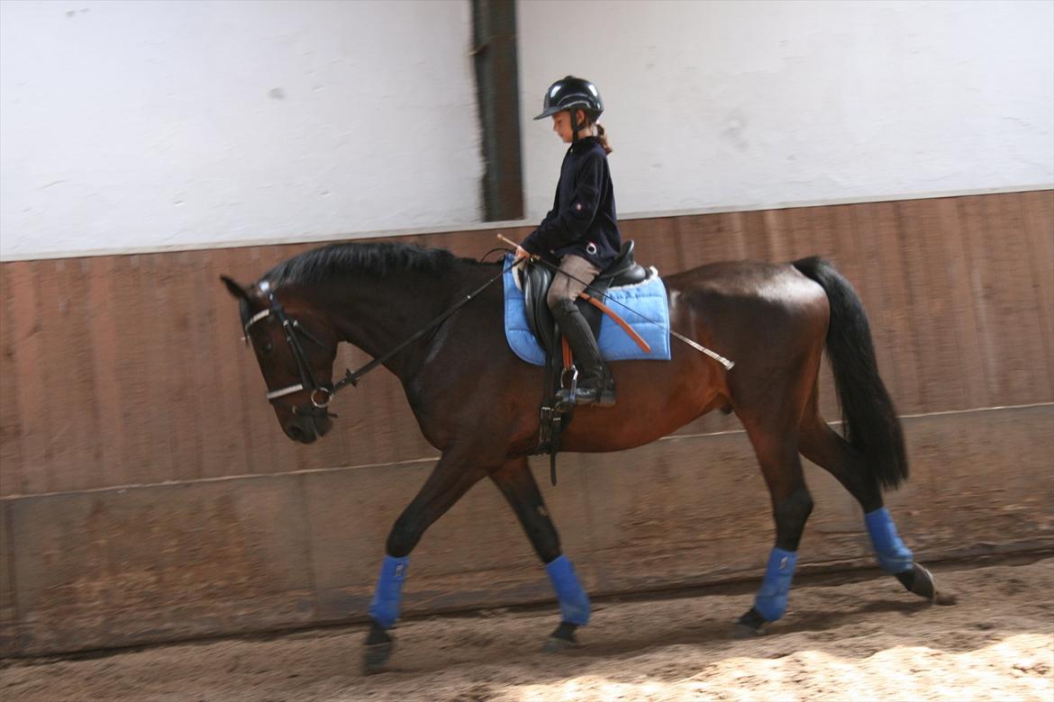 Dansk Varmblod Casino Royale SOLGT billede 4