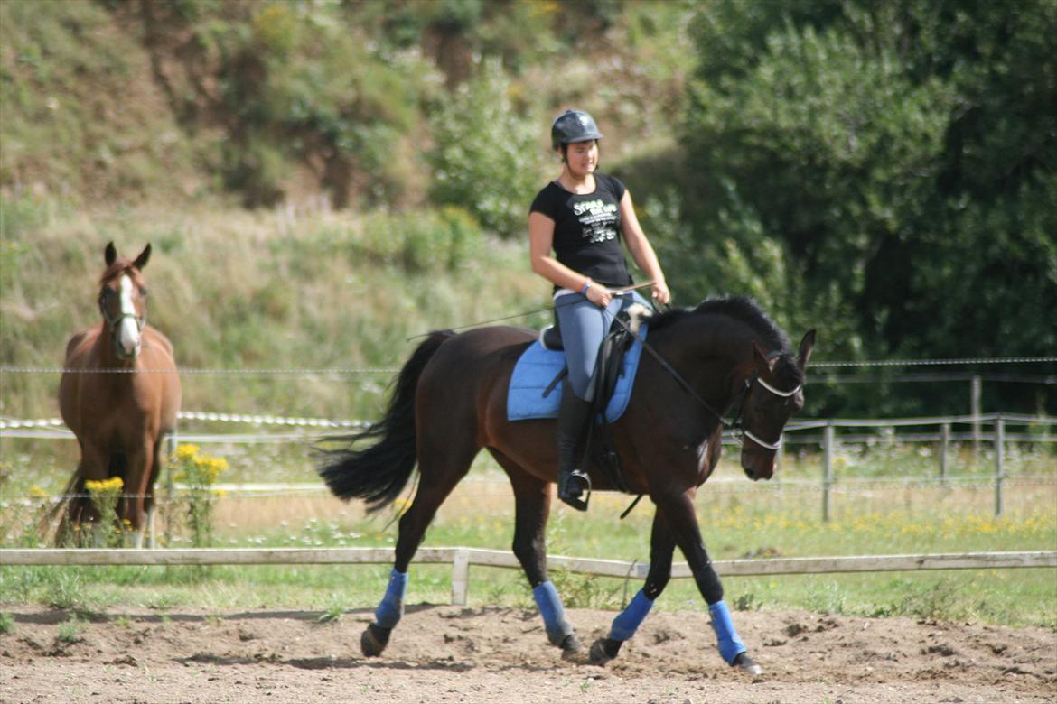 Dansk Varmblod Casino Royale SOLGT billede 5