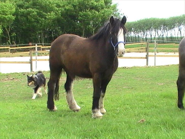 Irish Cob Felix of Ireland  Savnet.. - Dejlig rolig billede 3