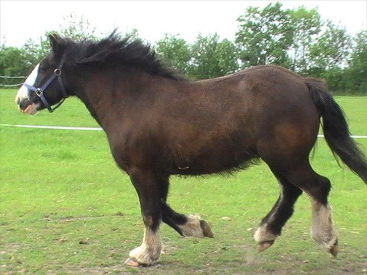 Irish Cob Felix of Ireland  Savnet.. - Trav og lidt tyk billede 4