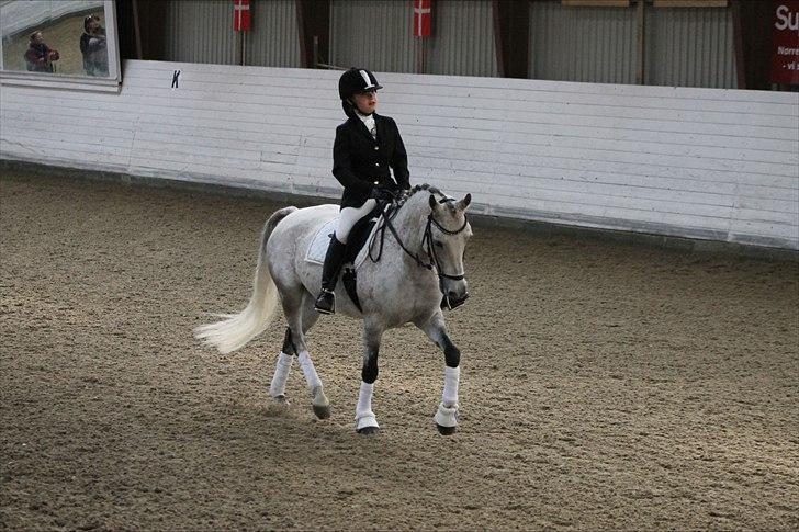 DSP o'hara - vores andet stævne red til 65 og 66.25 %   billede 4