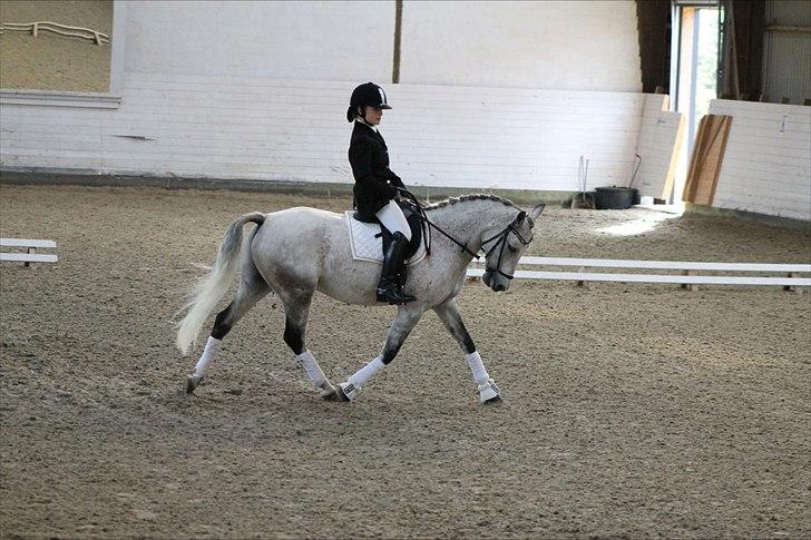 DSP o'hara billede 8