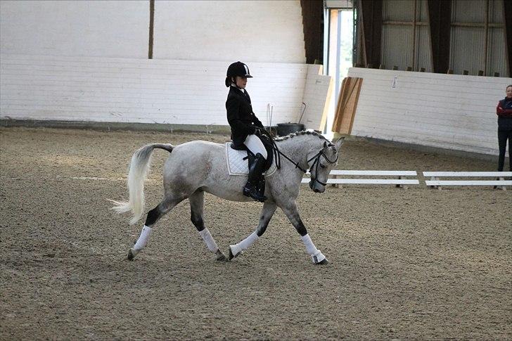 DSP o'hara - stjernepony<3 billede 9