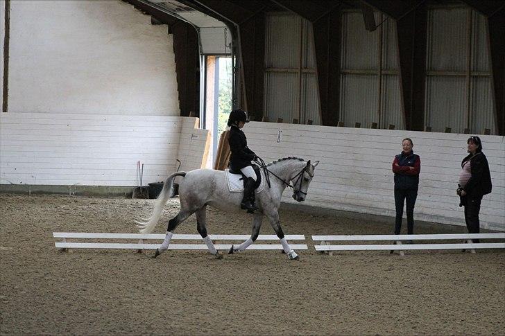 DSP o'hara billede 10