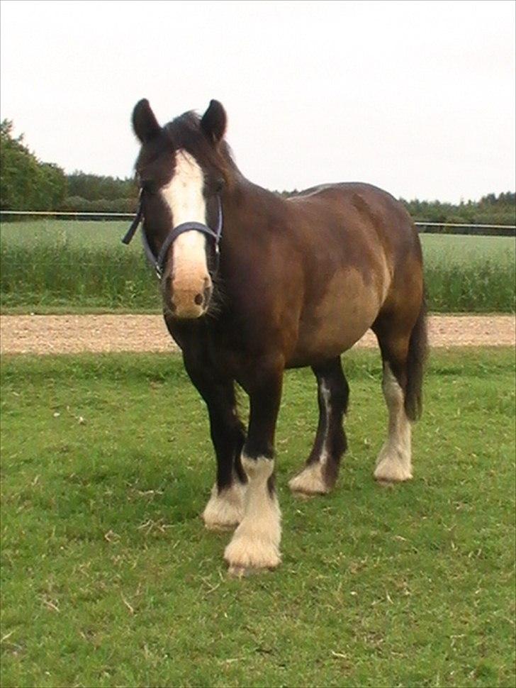 Irish Cob Felix of Ireland  Savnet.. - ynkelig hyp billede 6