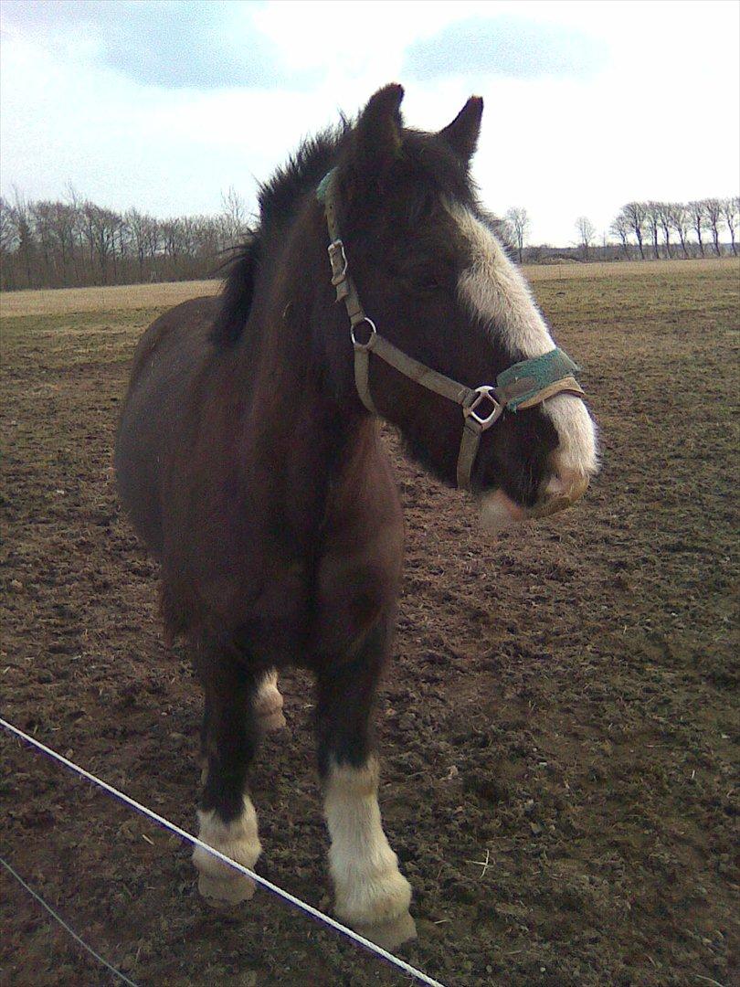 Irish Cob Felix of Ireland  Savnet.. - Skaldet hest billede 7