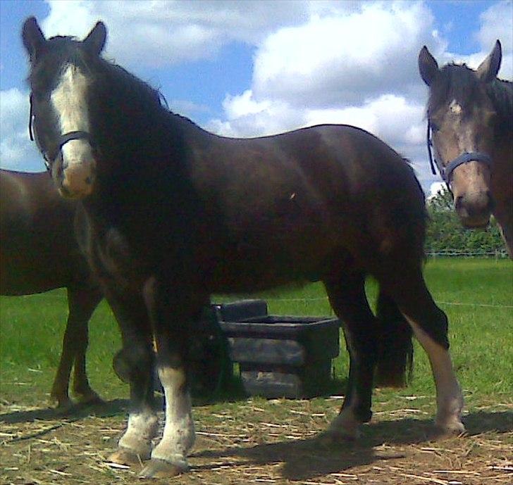 Irish Cob Felix of Ireland  Savnet.. billede 8
