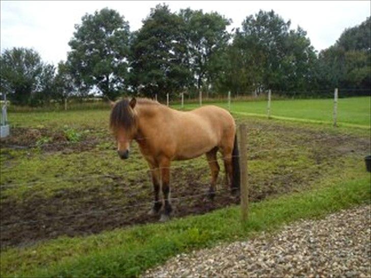 Islænder sleipnir fra Kastanjely (R.I.P) billede 4
