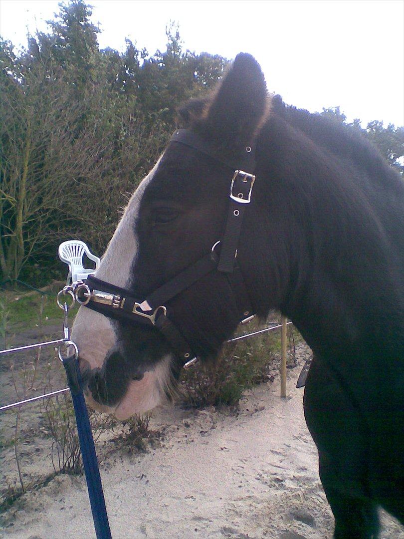 Irish Cob Felix of Ireland  Savnet.. - Tilridning vi købte ham som redet men det viste sig han kun var ryttervant :( billede 10