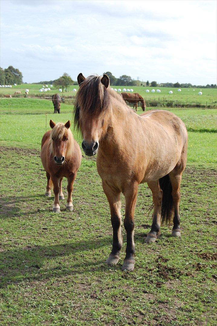 Islænder sleipnir fra Kastanjely (R.I.P) billede 5