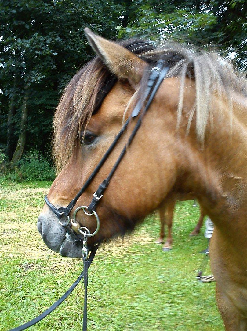 Islænder sleipnir fra Kastanjely (R.I.P) billede 3