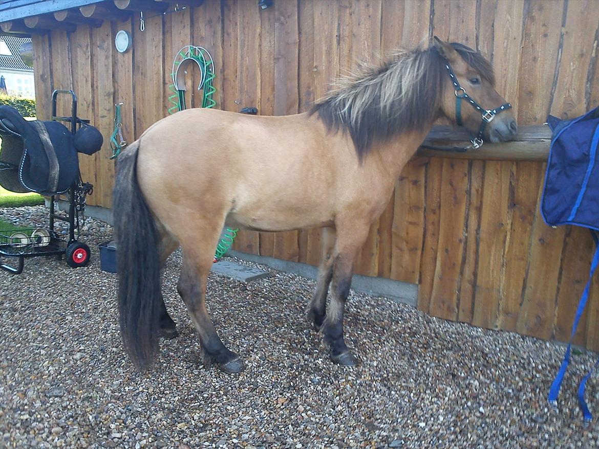 Islænder sleipnir fra Kastanjely (R.I.P) billede 6