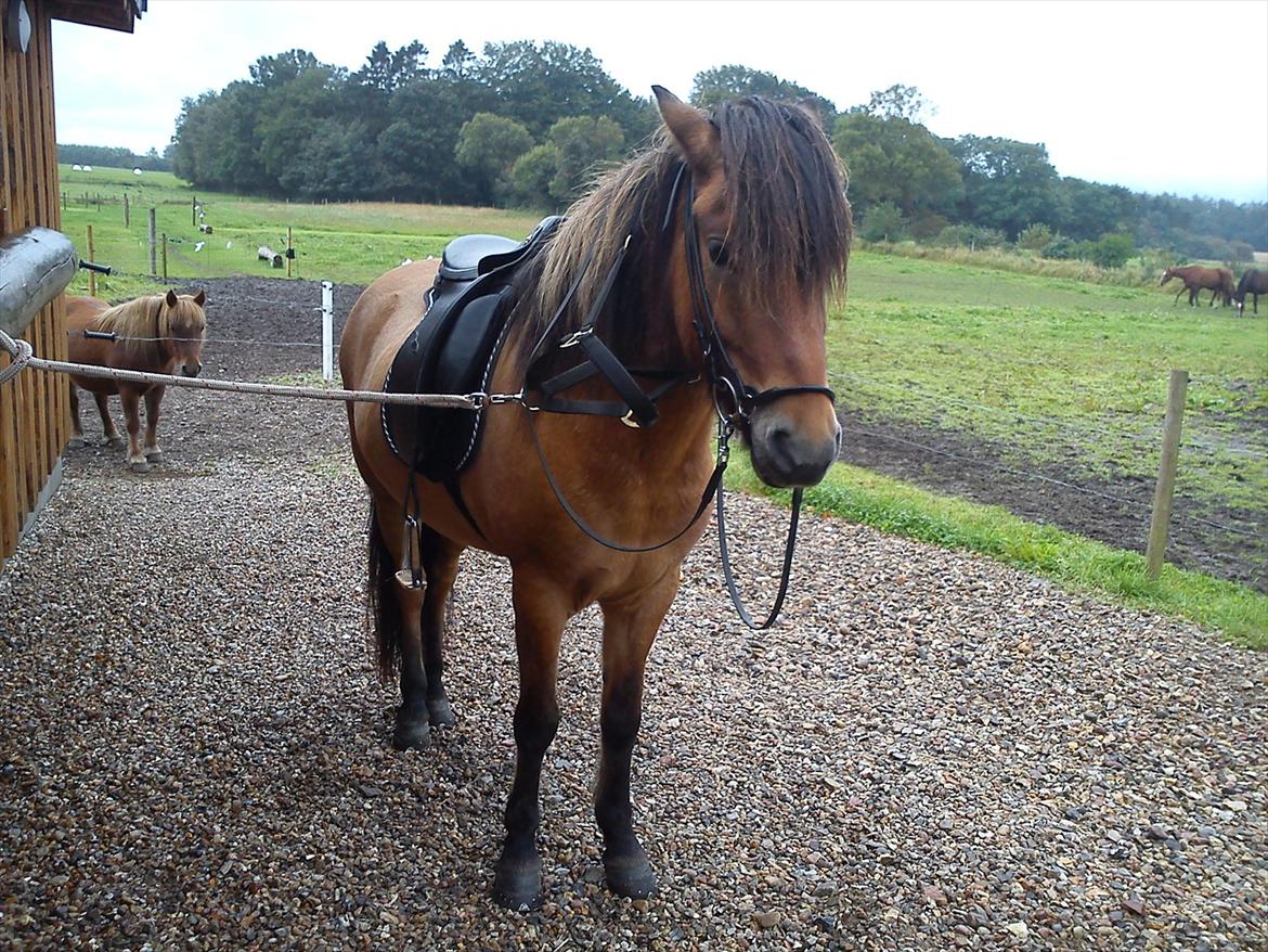 Islænder sleipnir fra Kastanjely (R.I.P) billede 7