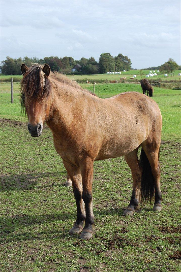 Islænder sleipnir fra Kastanjely (R.I.P) billede 8