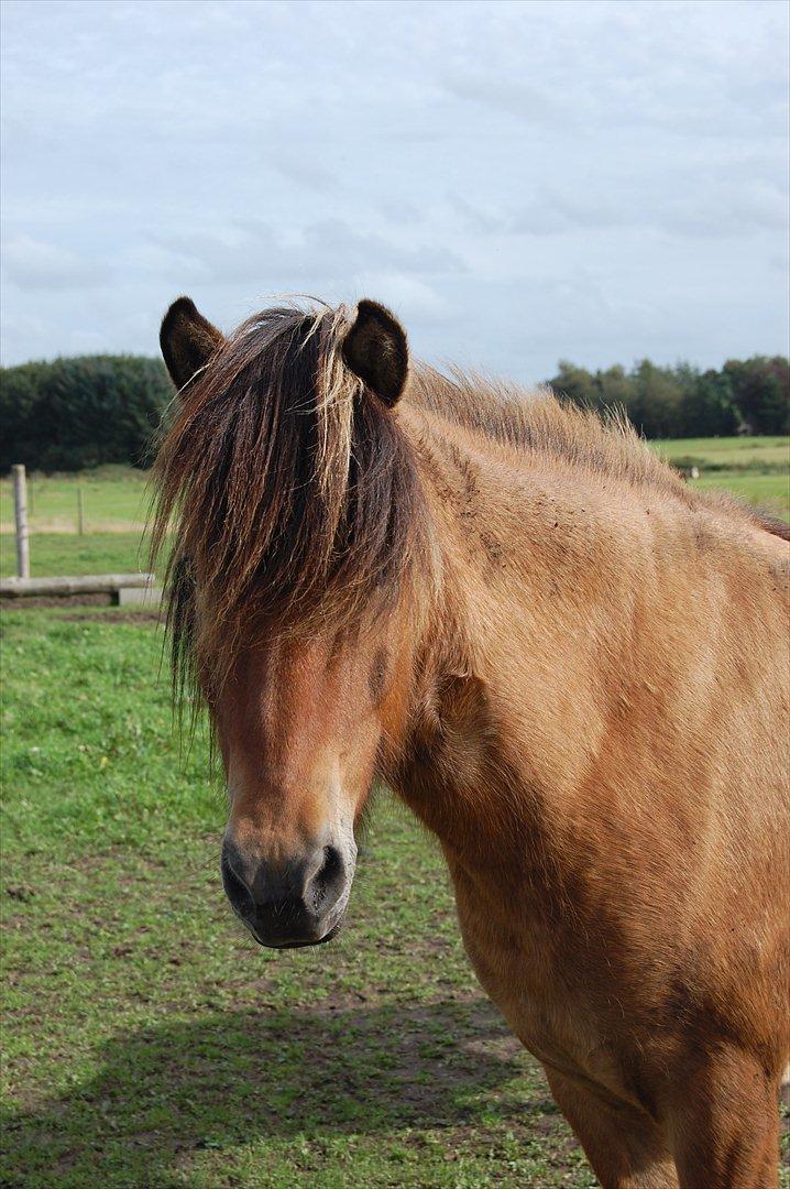 Islænder sleipnir fra Kastanjely (R.I.P) billede 9