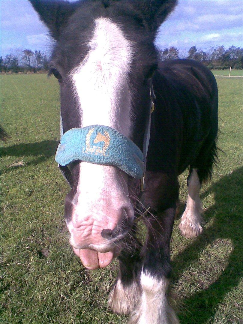 Irish Cob Felix of Ireland  Savnet.. billede 12