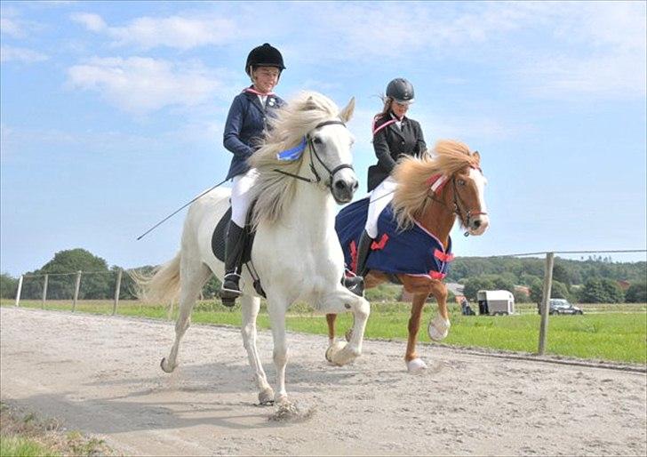 Islænder Perla fra Randrup - Sjm (De Sydjyske Mesterskaber) Blev nr. 2 <3
Æresrunde <3 billede 1