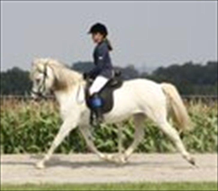 Islænder Perla fra Randrup billede 2