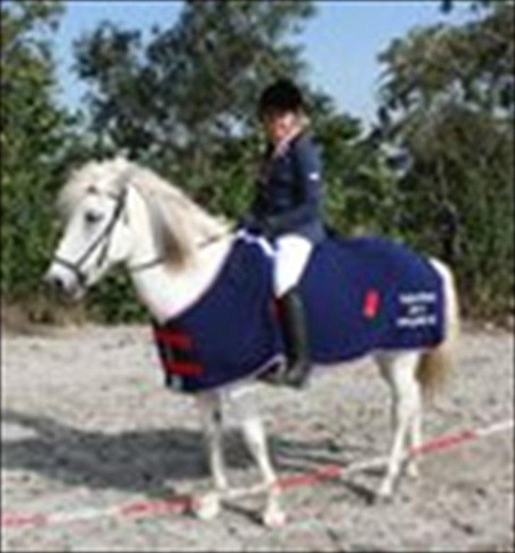 Islænder Perla fra Randrup billede 3