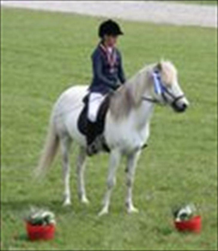 Islænder Perla fra Randrup billede 4