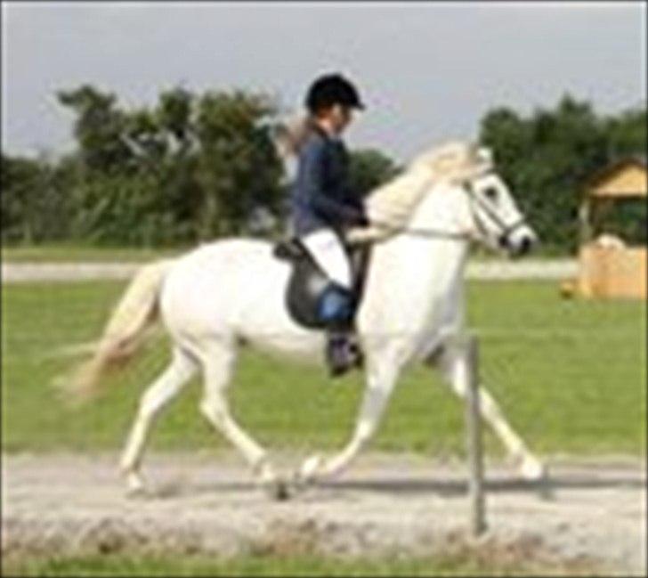 Islænder Perla fra Randrup billede 6