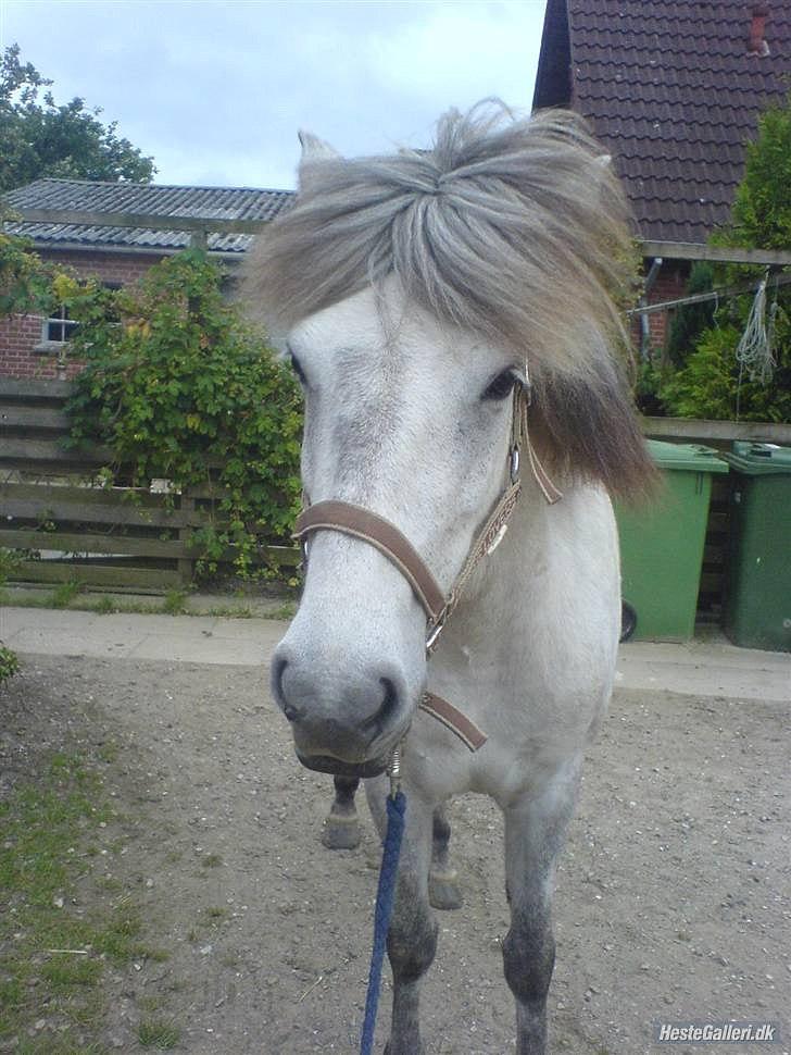 Islænder Perla fra Randrup billede 8