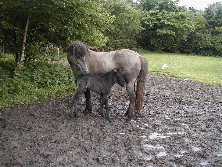 Islænder Perla fra Randrup billede 14