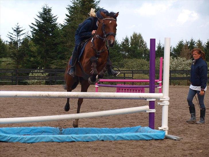 Tysk Sportspony P-Tim solgt - 1 gang jeg sprang billede 1