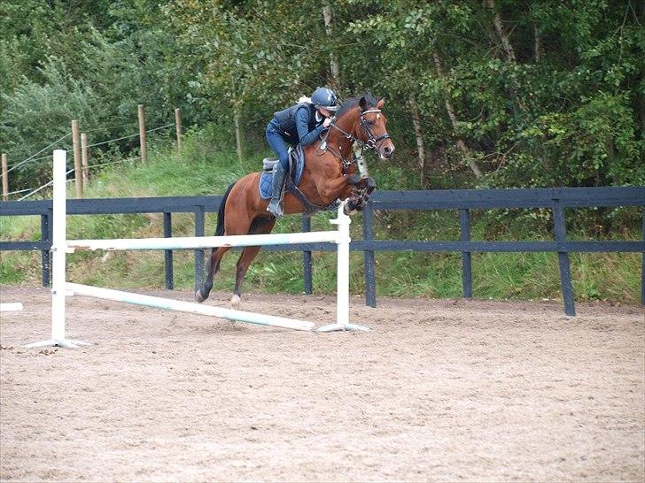 Tysk Sportspony P-Tim solgt billede 3