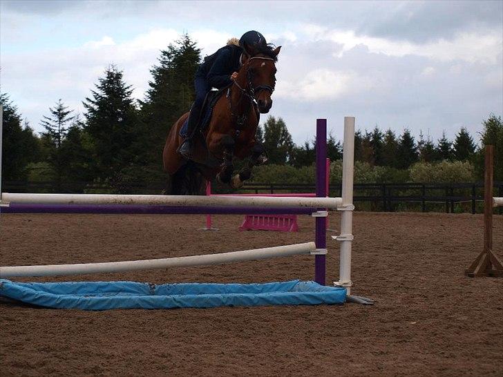 Tysk Sportspony P-Tim solgt billede 6