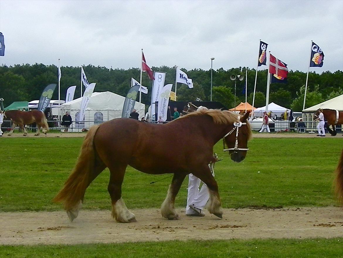 Jyde Frigg billede 1