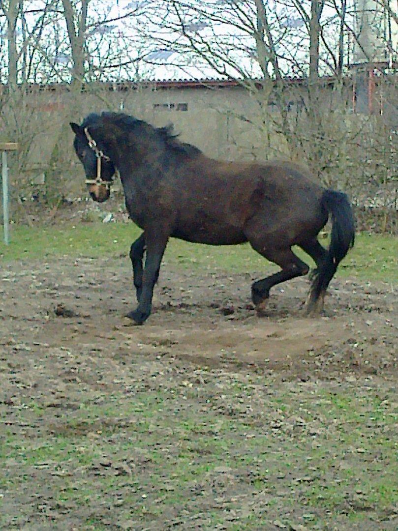 Anden særlig race Taura - Taaaaura <33 billede 9