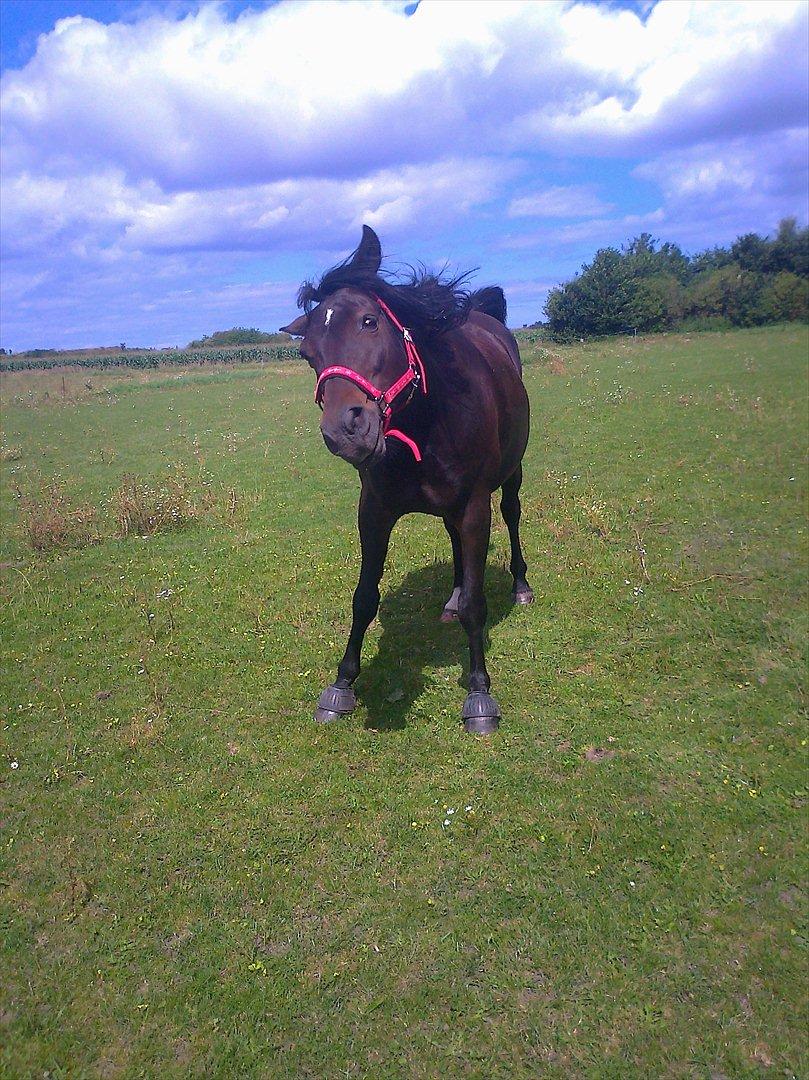 Anden særlig race Taura - „Nogen gange er du lidt sær, men det er nu også meget godt. Alt andet ville være som havregryn i munden.“ billede 18