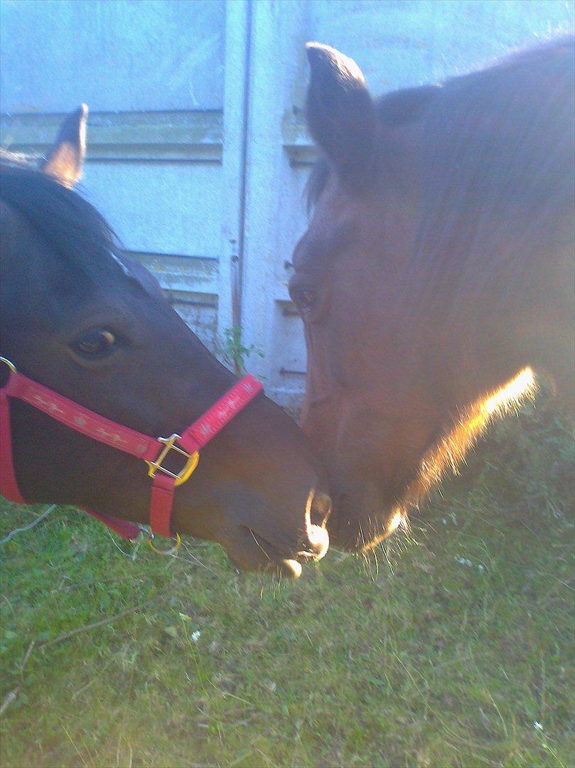 Anden særlig race Taura - „Gode venner er som stjerner. Man kan ikke altid se dem, men man ved de altid er der.“ billede 19
