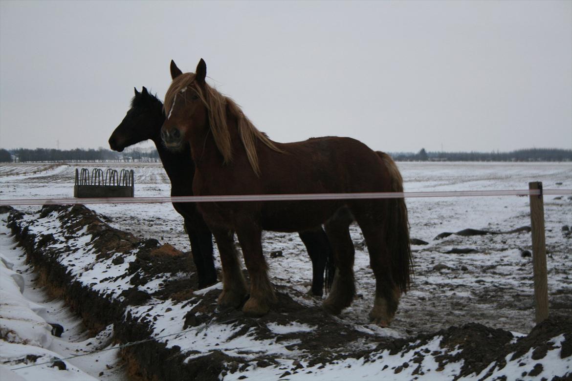 Jyde Frigg billede 13