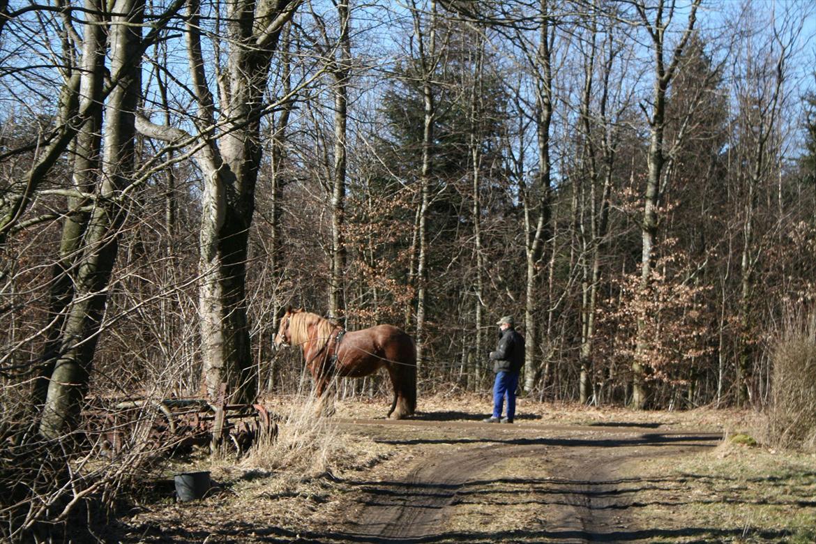 Jyde Frigg billede 6