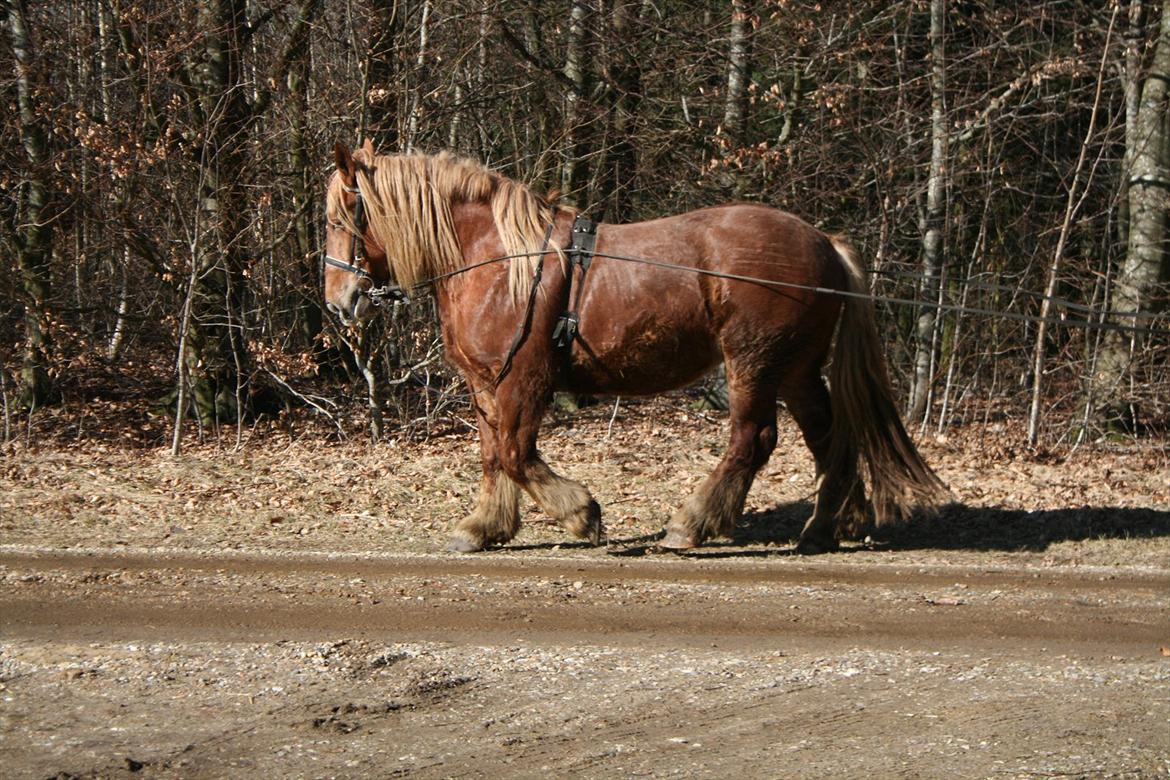 Jyde Frigg billede 10