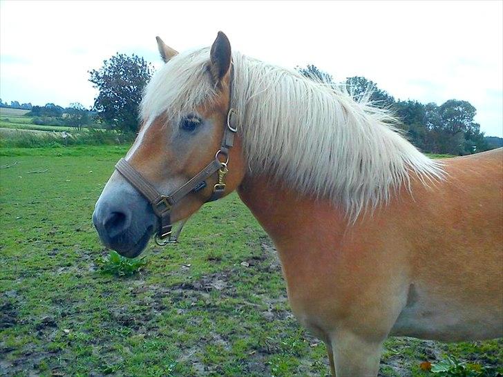 Haflinger Boline Bendroff - På fold ;-) I sommeren - 2011.
Foto: C@S ( mig ) (-; billede 2