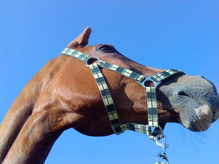 Dansk Varmblod Comtessen *solgt* billede 16