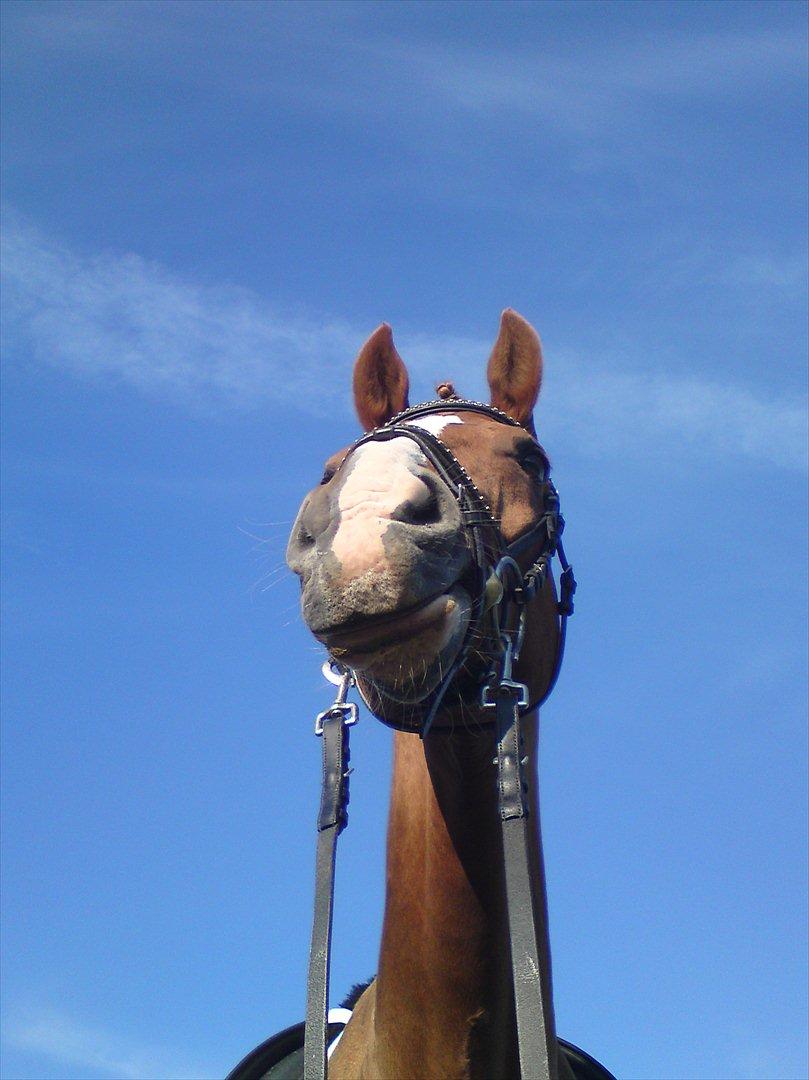 Dansk Varmblod Comtessen *solgt* billede 17