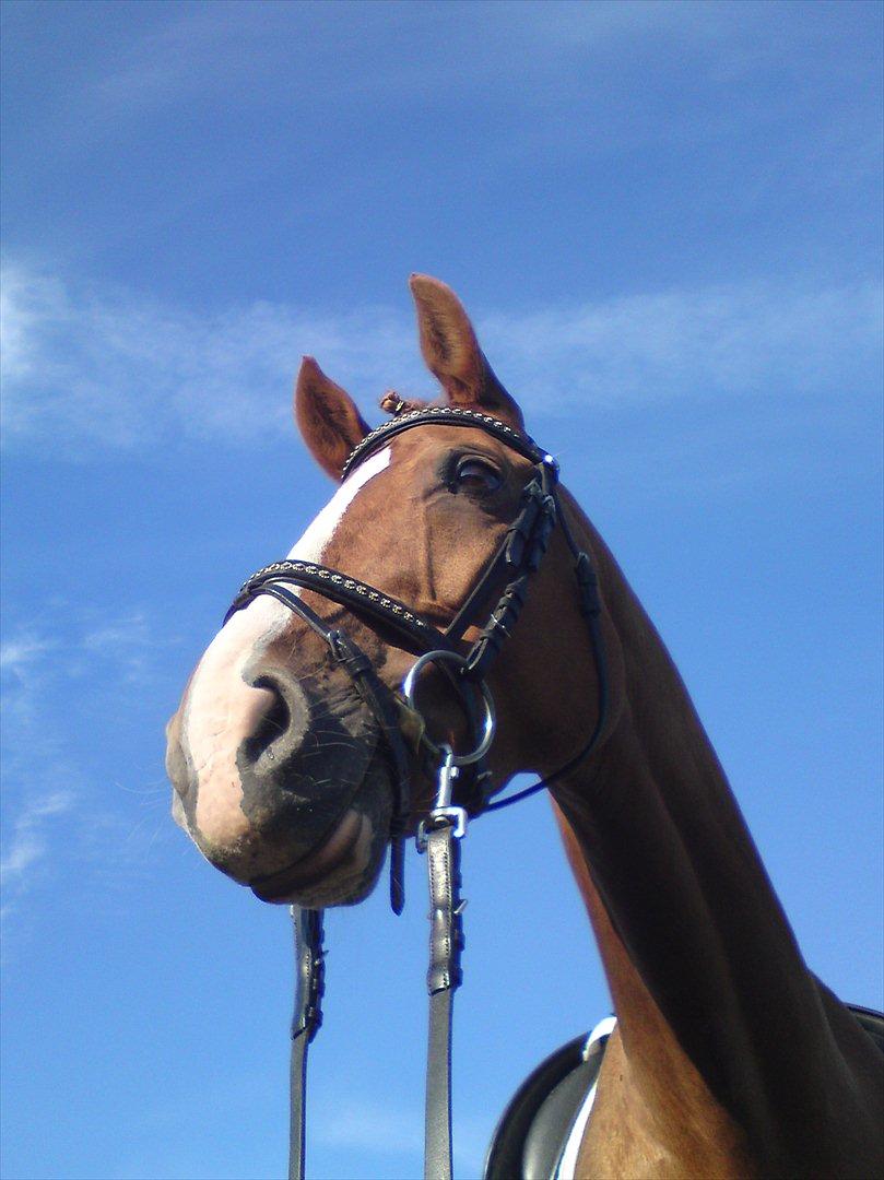 Dansk Varmblod Comtessen *solgt* billede 18