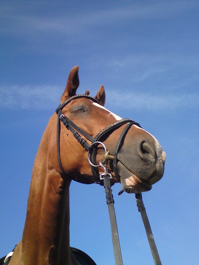 Dansk Varmblod Comtessen *solgt* billede 19